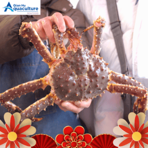 LIVE ALASKA RED KING CRAB (PCS) [SFAKC01]
