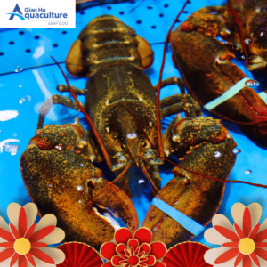 LIVE BOSTON LOBSTER (550-600GM PER PCS)[SFBTL04]