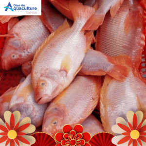 LIVE TILAPIA (500GM & ABOVE PCS)[SFTLP02]