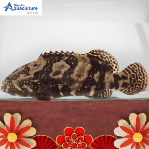 LIVE GROUPER (700GM & ABOVE PCS)[SFGP001KG]
