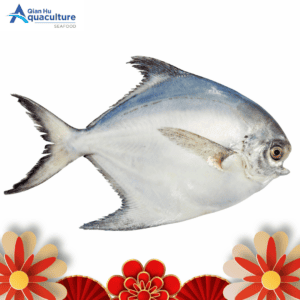 FROZEN CHINESE POMFRET (600GM & ABOVE)[SFFPF02]