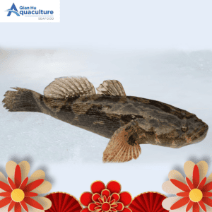 LIVE SOON HOCK[MARBLE GOBY][SFMSG001KG]